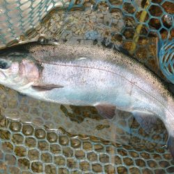今季２匹目のイトウをキャッチ ～フィッシングパーク高島の泉～